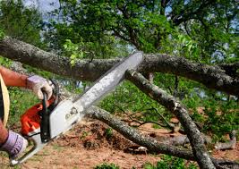 Best Tree Preservation Services  in Beattystown, NJ